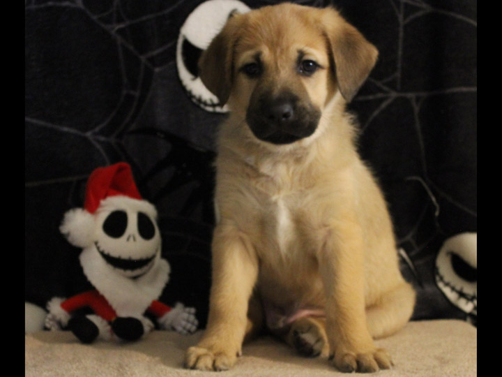 chinook puppy